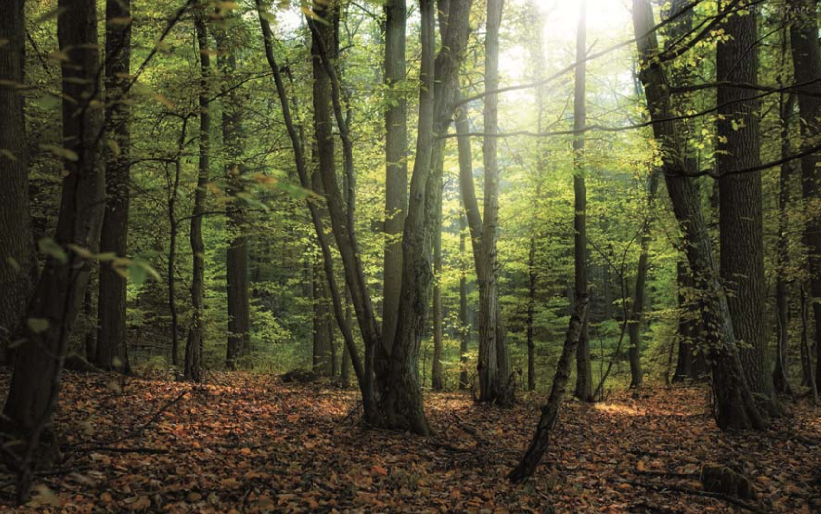 Vista general del claro de un denso bosque sobre hojas de tonos rojizos. Estamos completamente rodeados de altos árboles. Es otoño y acaba de amanecer. Entre las copas de los árboles pasan los primeros rayos de sol la mañana.